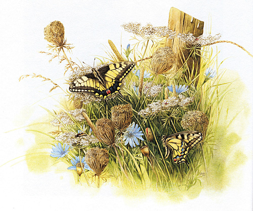 Meadow of Butterflies